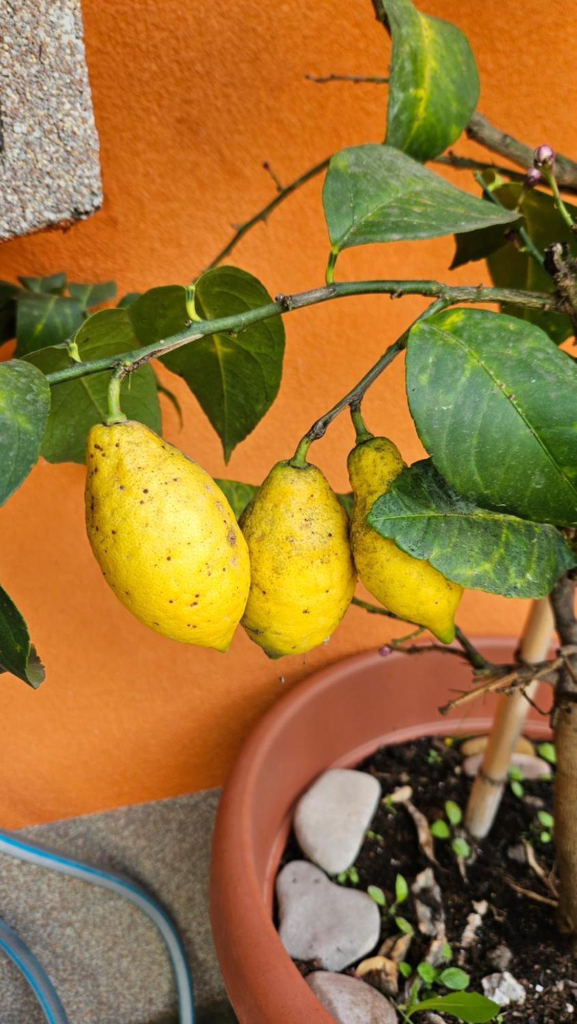 זאדאר Mexicana Apartment Yellow מראה חיצוני תמונה