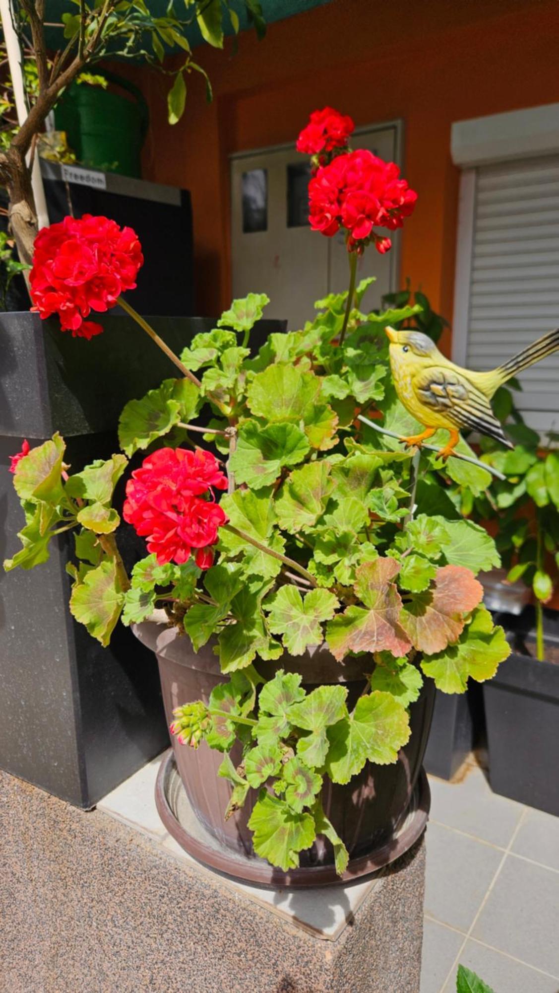 זאדאר Mexicana Apartment Yellow מראה חיצוני תמונה